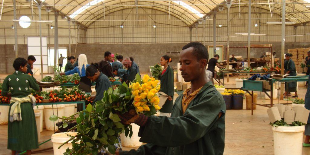 Workers at a rose farm in Bahir Dar. Photo: Bart Slob