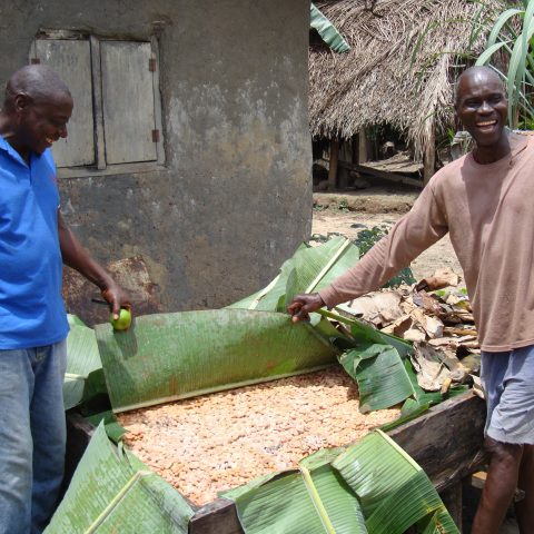 Farmers show how they ferment cocoa beans in Balama, Liberia. Photo: Bart Slob
